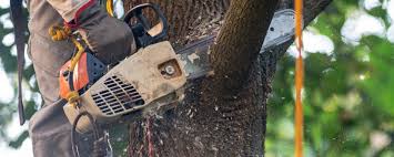 How Our Tree Care Process Works  in  Livonia, LA