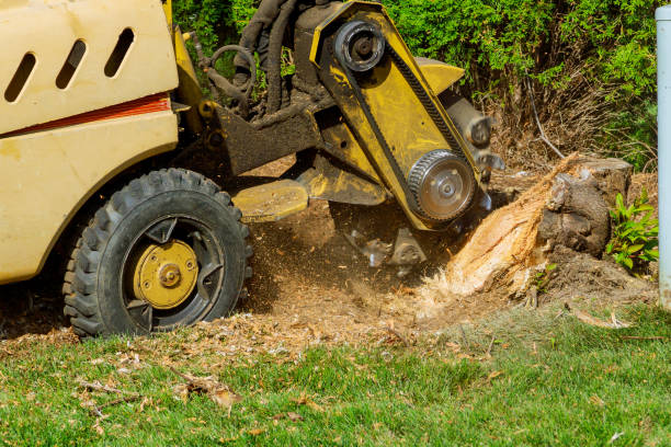 Livonia, LA Tree Services Company